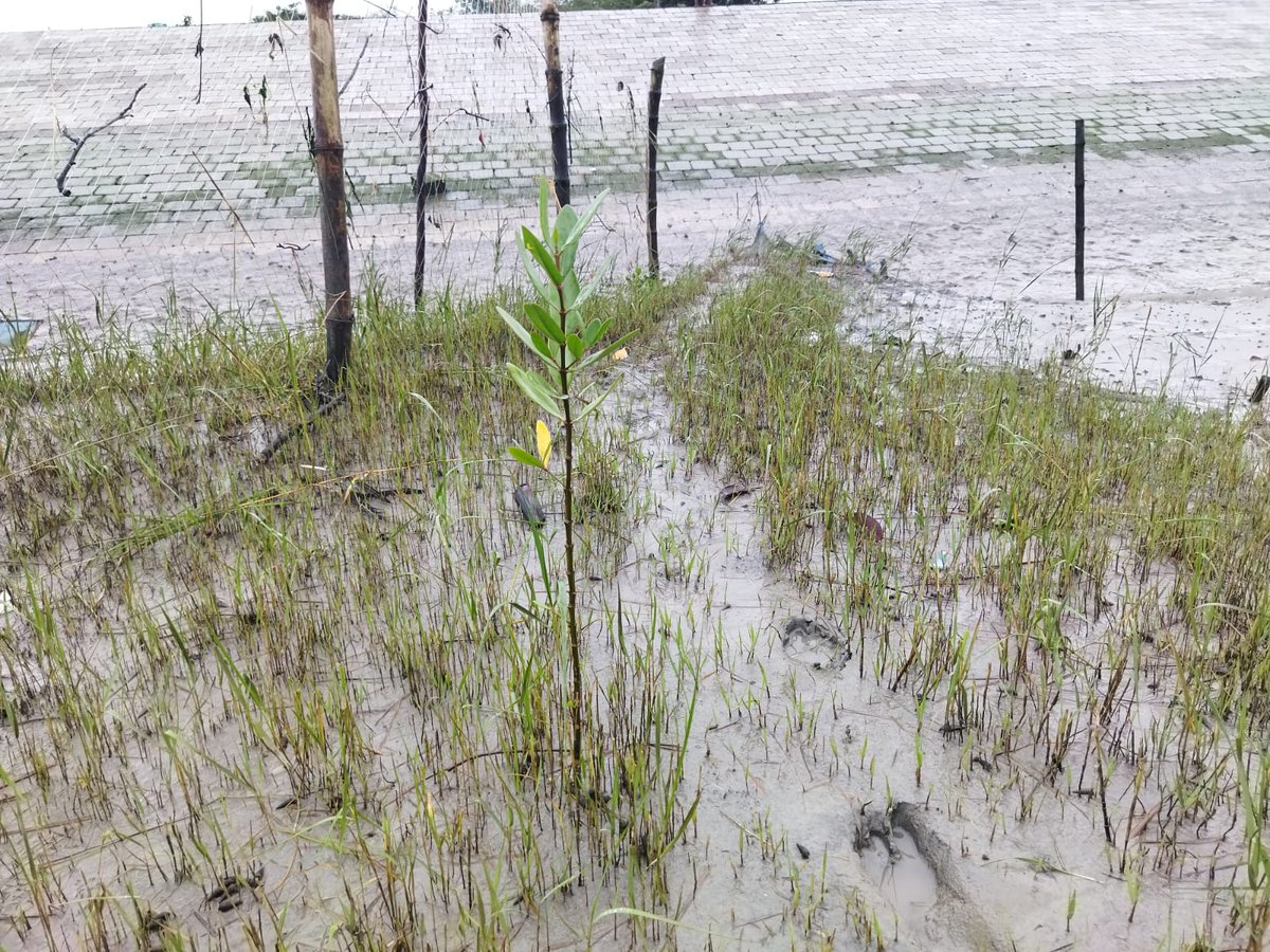 SESDOBD's tweet photo. A year ago, this landscape was the beginning of a shared dream.
Today, young mangroves are growing through CBEMR and community effort.
One site. One community. One mangrove at a time.
#Mangroves4Life #CBEMR #MangroveRestoration #SESDO #Sundarbans https://t.co/ebg5VOd8c4