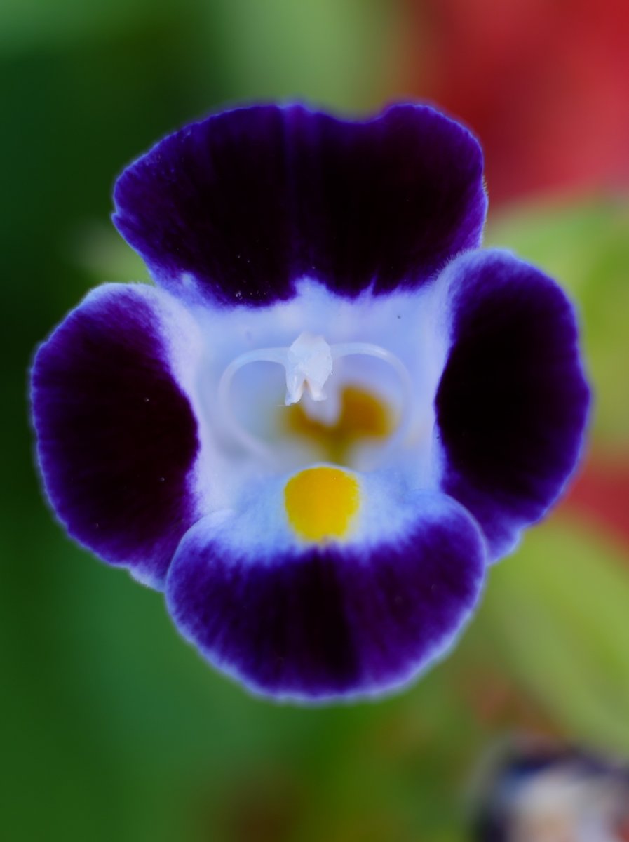 wmqyvfknqf's tweet photo. おはようございます
#TLを花でいっぱいにしよう
#Torenia #WishboneFlower
#FlowerPhotography https://t.co/oNUMdfSw2r