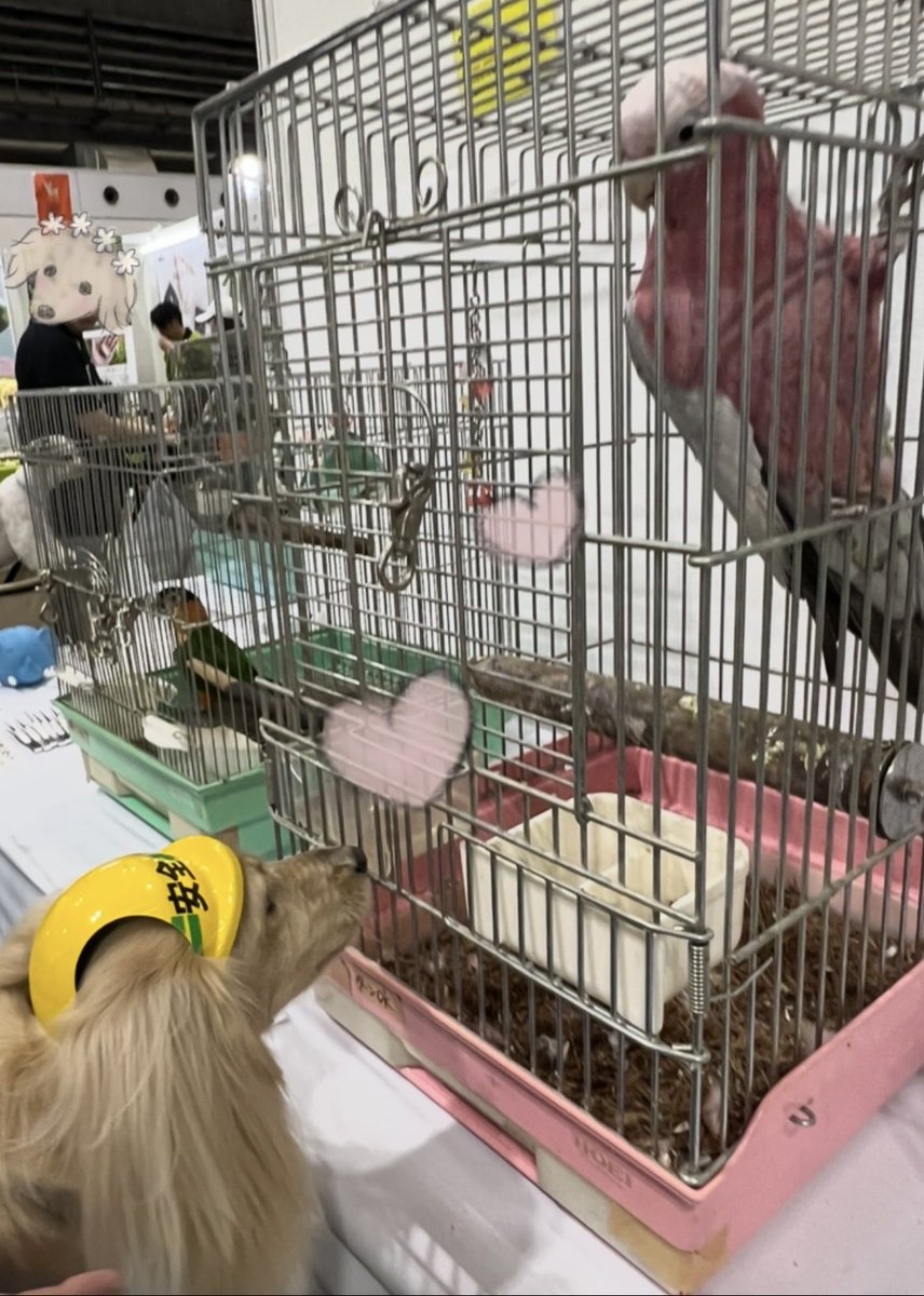 ocyu_pet's tweet photo. ペット博に行ってきました

モモイロインコさんと
熱い視線を投げ合ってきました🥰

#ペット博
#ミニチュアダックス
#犬といる幸せ https://t.co/X5rf2C3LXm