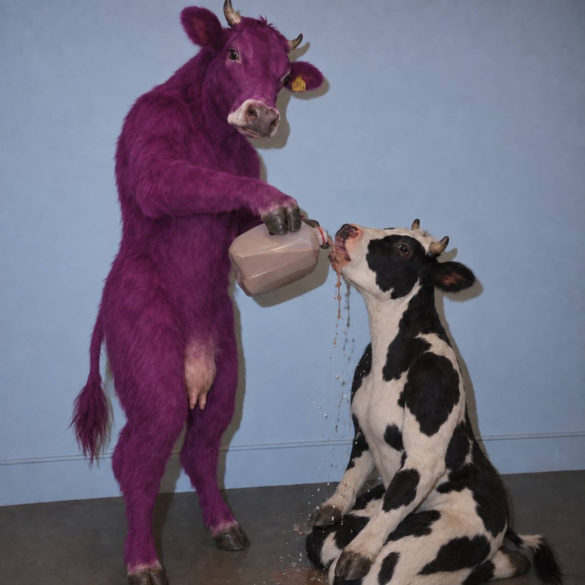 PurpleCowSF's tweet photo. Gmoo Solana 
Dogs and cats are boring 

- Day 15 🟣🐮 $PURPLECOW https://t.co/K2zCUQls0E