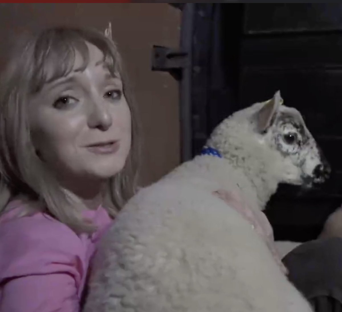 waynehhsiung's tweet photo. This little lamb, Sooty, was destined to die a cruel death at one of two slaughterhouses that had violated UK animal welfare laws. 

The government has received complaints about factory farms and slaughterhouses for years—often from employees themselves—but enforcement was nonexistent. Little lambs were left hanging on the slaughter line, decapitated while still conscious, and sometimes even scalded alive. (This is not exaggeration. Just do some Google searches and you can find the video by @AnimalEquality and other groups documenting the horrific abuses.) 

My wife thought that the King of England, of all people, should see the importance of living up to our commitment to care for animals. We still hope King Charles will chime in. But his estate has taken the opposite approach: targeting Rose and her two friends who took these little lambs to safety. 

The jury has been selected. It's 7 women and 5 men. They seem attentive and engaged. 

The prosecution gave its opening statement. The prosecutor had to engage in some verbal gymnastics to accuse my wife of "dishonesty"—despite the fact that Rose published everything she did, and even went to the police herself to explain why she rescued Sooty. 

This will be a fast trial, and it has been very chaotic. I wish we had more time to prepare, but Rose and I have both been very busy. And now I've fallen very ill. But no matter what happens in this case, I remain confident that we will win these arguments in the long term. The public is seeing what powerful industries do to the most defenseless creatures on earth—and it is revolting.