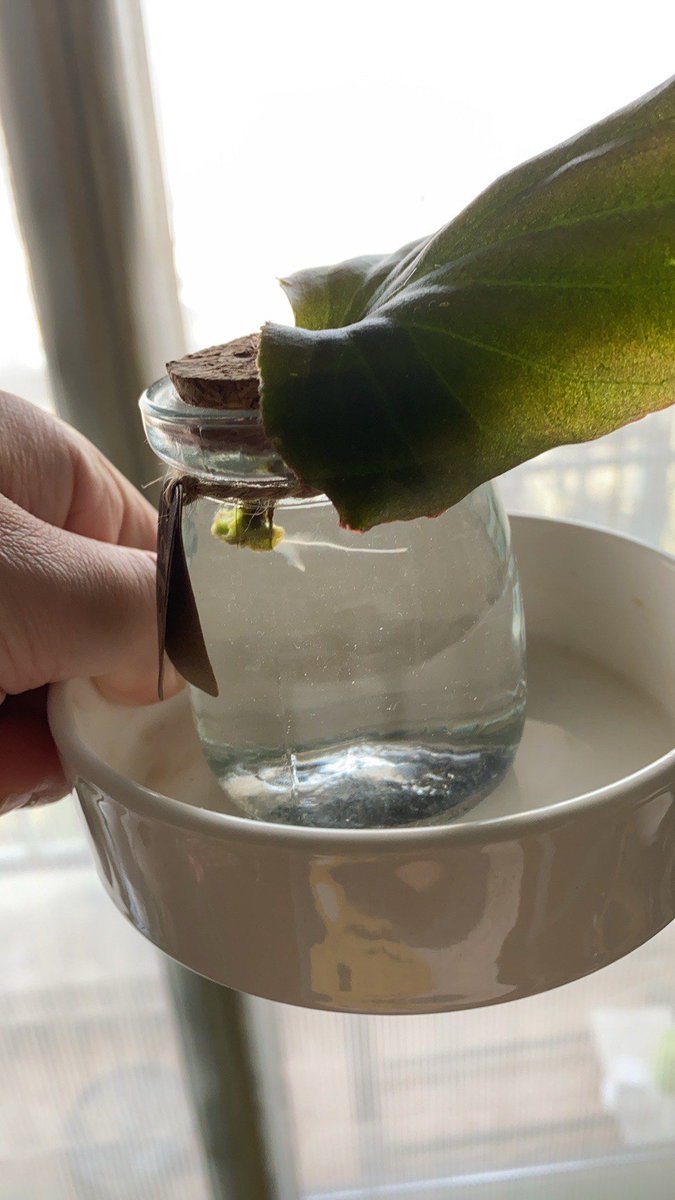 Echa0795's tweet photo. Pro tip for your pothos: Wipe leaves with a damp cloth weekly to remove dust, it helps better photosynthesis u0026 keeps your plant looking lush! https://t.co/N2SZaQtaLV
