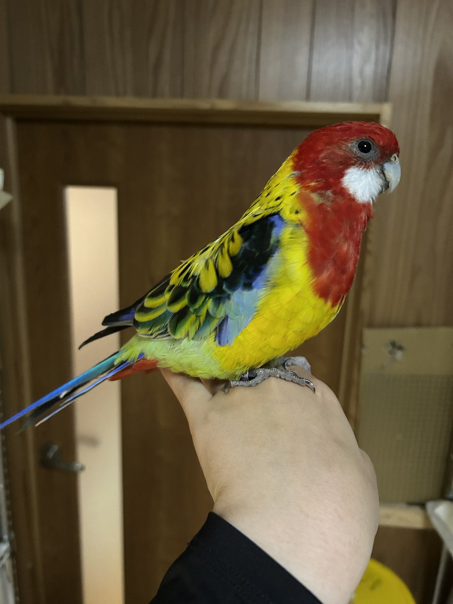 subaba_aaa's tweet photo. 激アツカラーなﾄﾘｻﾝ(これでノーマルカラー) https://t.co/h41cOlvLh3