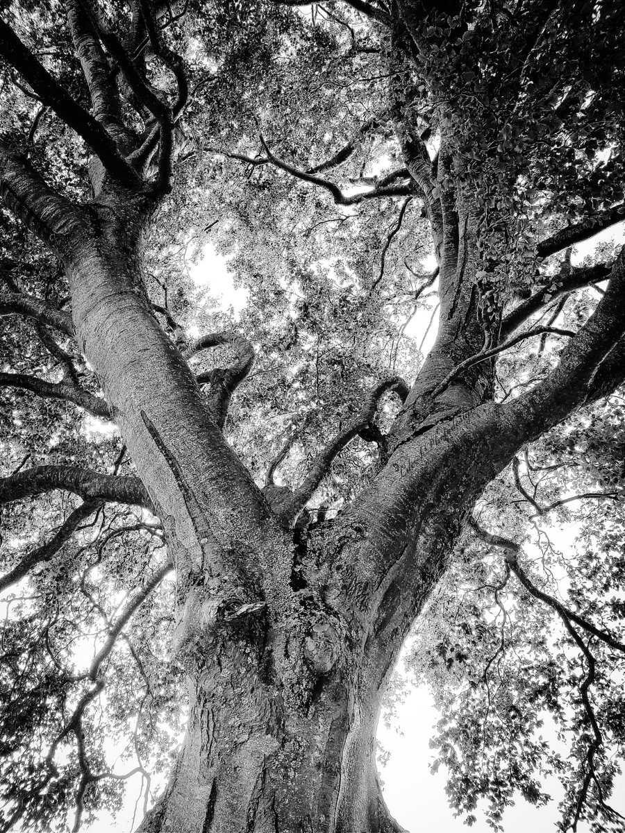 LdeSignalas's tweet photo. Nature's architecture ..
#ThickTrunkTuesday #nature #photography #trees #scape #monochrome #LdeSignalasArchives
.. https://t.co/bGPuAXOmr5