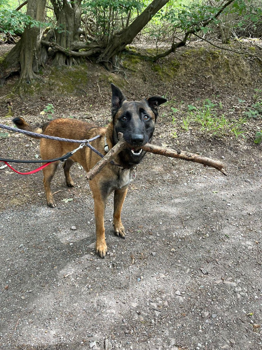 AdoptionsUk's tweet photo. Please retweet to help Drogo find a home, currently kennels in #ESSEX #UK 🐕 🏡 ❤️
Available for adoption, registered British charity✅
Details or apply below👇
https://t.co/1dW2bSq43c
Drogo 😍 Essex kennels 🐕 🙏PLEASE SHARE🙏
Have a look at this boy, only here as we were contacted by a vet when she was asked to put him to sleep after his owner had only registered with them to do this! Apparently he didn’t like the wife and had nipped her when she was taking the recycling out?! When he was dropped off at our kennels it was clear he doted on his dad but when I said to the wife is it just you he doesn’t like she said he did like her?!
Anyway….here he is safe and ready to start the next chapter in his life.
Drogo was born September 2023. He was chipped and is now fully vaccinated and neutered.
This lad had his world turned upside down and it showed. He was very scared but gave small growls to warn us off because he had no idea what had happened and we weren’t his dad.
“Drogo isn’t a confident lad and is nervous of the world. Dorgo prefers a male handler than a woman handler as he seem more confident when a man is walking him does seem to accept men quicker.  Drogo has been OK with dogs but still needs to learn on how to be a dog around them as he is unsure on how to approach.”
Is there a home out there for Drogo please?
Sharing is caring.
Apply to adopt https://t.co/5z1qjAgLJJ
Location:
Essex - KENNELS
Sex:
Male
Age:
DOB 25.9.23
Neutered:
Yes
Good with children:
No
Good with other dogs:
Careful introduction
Good with cats:
No 
Other German Shepherds and Malinois available, please see the website below 👇👇👇
https://t.co/CeyhUFbrAB

#dogs #GermanShepherds  #Malinois @gsrescueelite @scanme_tukslaw @Tukslaw_scanme @liamgallagher @missgemcollins @KatieAmess #adoptdontshop #K9hour @Nightowl400 #dogs #pets #England #Wales