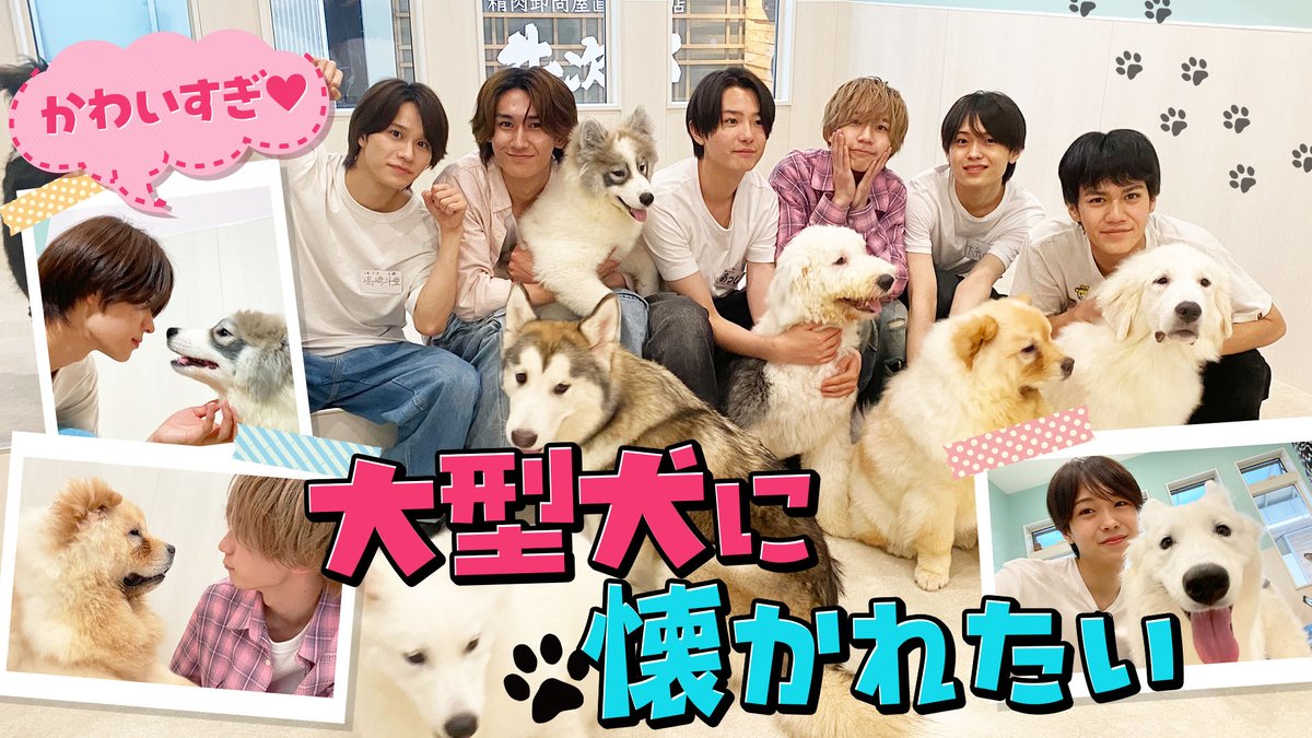 Junior_Ch_X's tweet photo. 【動画更新】愛され力対決💕蓮王の呼び寄せ術✨斗亜は寝転び作戦💤囲まれる角🐶逃げられる篤志💨じゃれ合うリオン🙌ラブラブ大我🥰ナンバー“ワン”は誰⁉️
関西ジュニア【なつかれ王〜犬編〜】かわいすぎる大型犬とモフモフ祭り🐶
⇒ https://t.co/8Lw3NuoRBk
#関西ジュニア #YouTube #ジュニアCHANNEL https://t.co/dhEUa36Adw