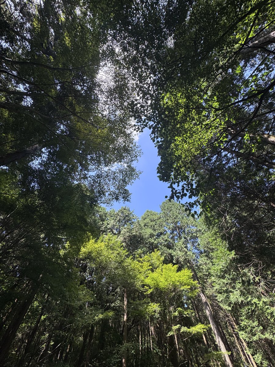 yoshimogi8's tweet photo. 悪いイメージが定着した福岡のワンヘルス
今日は嫁とワンヘルスの森(四王寺県民の森)
で森林浴して来た　

晩御飯は手巻き(手抜き)にした

乾杯🍻 https://t.co/uitKiAw8zS