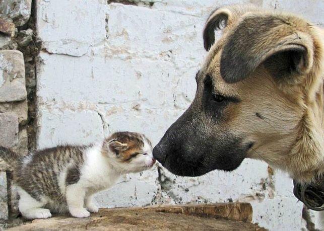 Potkal5's tweet photo. sokakta kedi ve k��pek olması sadece yaşam hakkıyla sınırlı değil, onlar doğru eğitim doğru bilgilendirme ve doğru davranış biçimiyle çocuklarda ve ergenlerde empati sevgi ve koruma duygusunu geliştirir, öldürme şiddet ve intikam duygusunu törpüler!
#SokakHayvanlarıSahipsizDeğil https://t.co/UZ0yEkm0bE