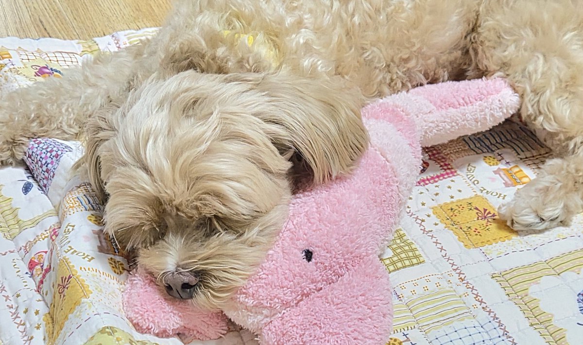 gaje_0's tweet photo. 스페할사람 https://t.co/RdAEa66J2R