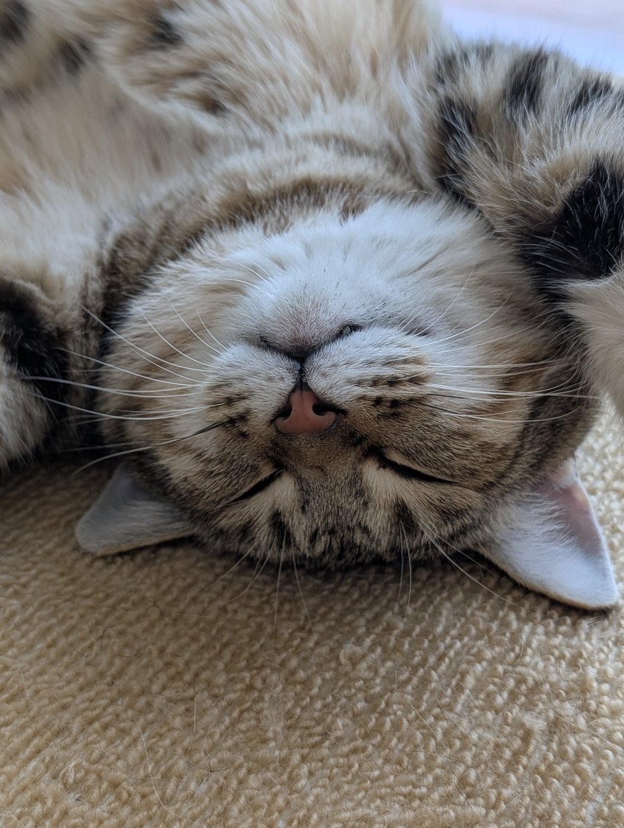 hotateyasan's tweet photo. ねんねこ🐱 https://t.co/POfTzfG2j9