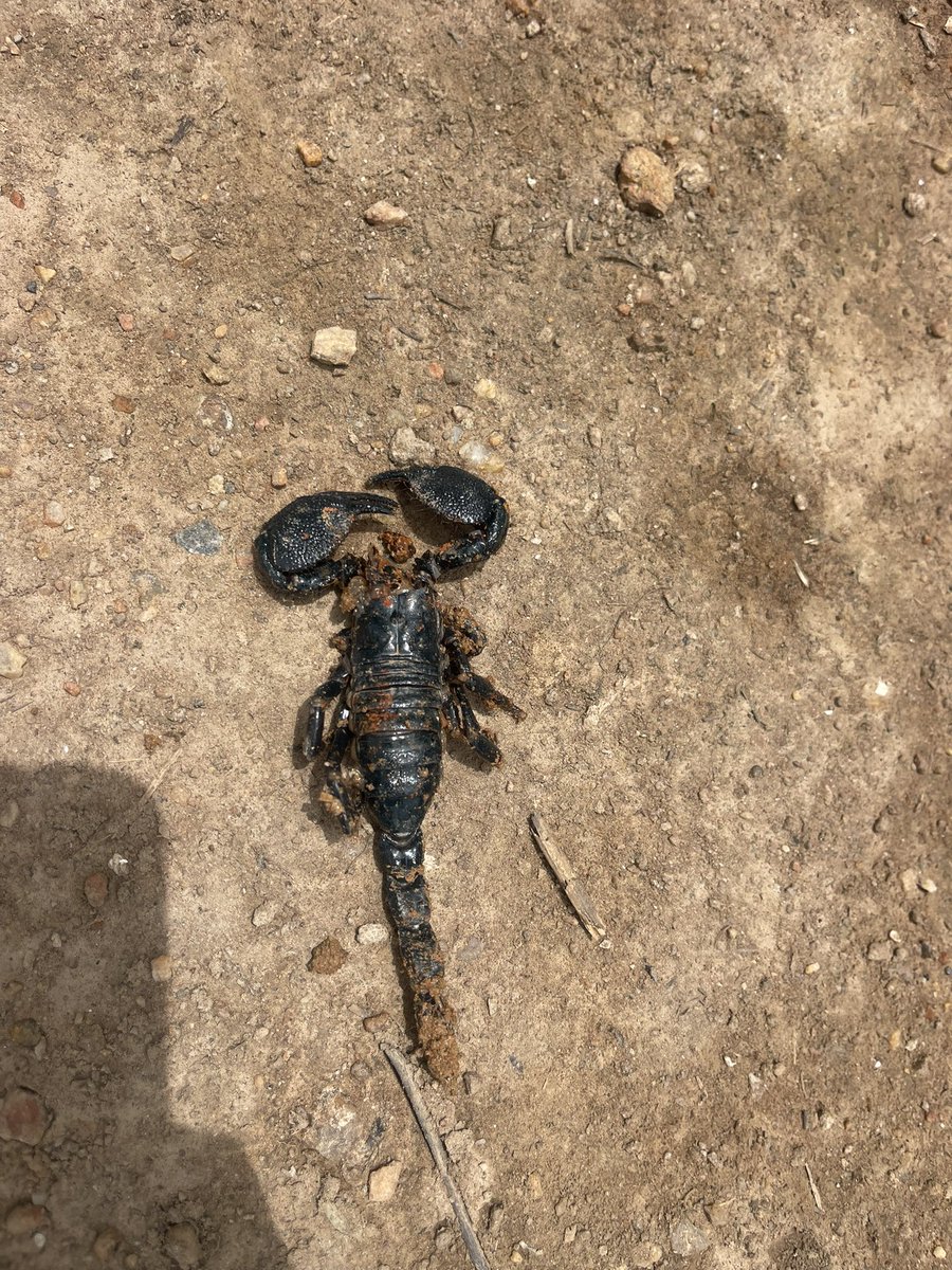Damilare100121's tweet photo. God save today, Scorpio for bite me yansh 😭😭 https://t.co/s6a0l85jVM