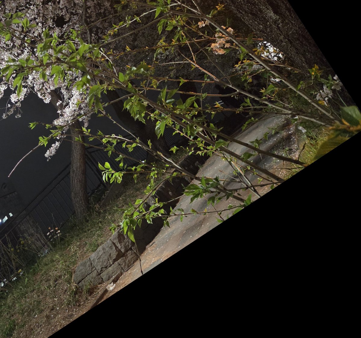 uramidakeareba's tweet photo. そういや、急に花見したいと言われて仕事後に夜桜見に行ったな。
レジャーシートは石で凸凹していたが、サンドイッチは全部違う味だったよ。 https://t.co/dwO0eDZhZX