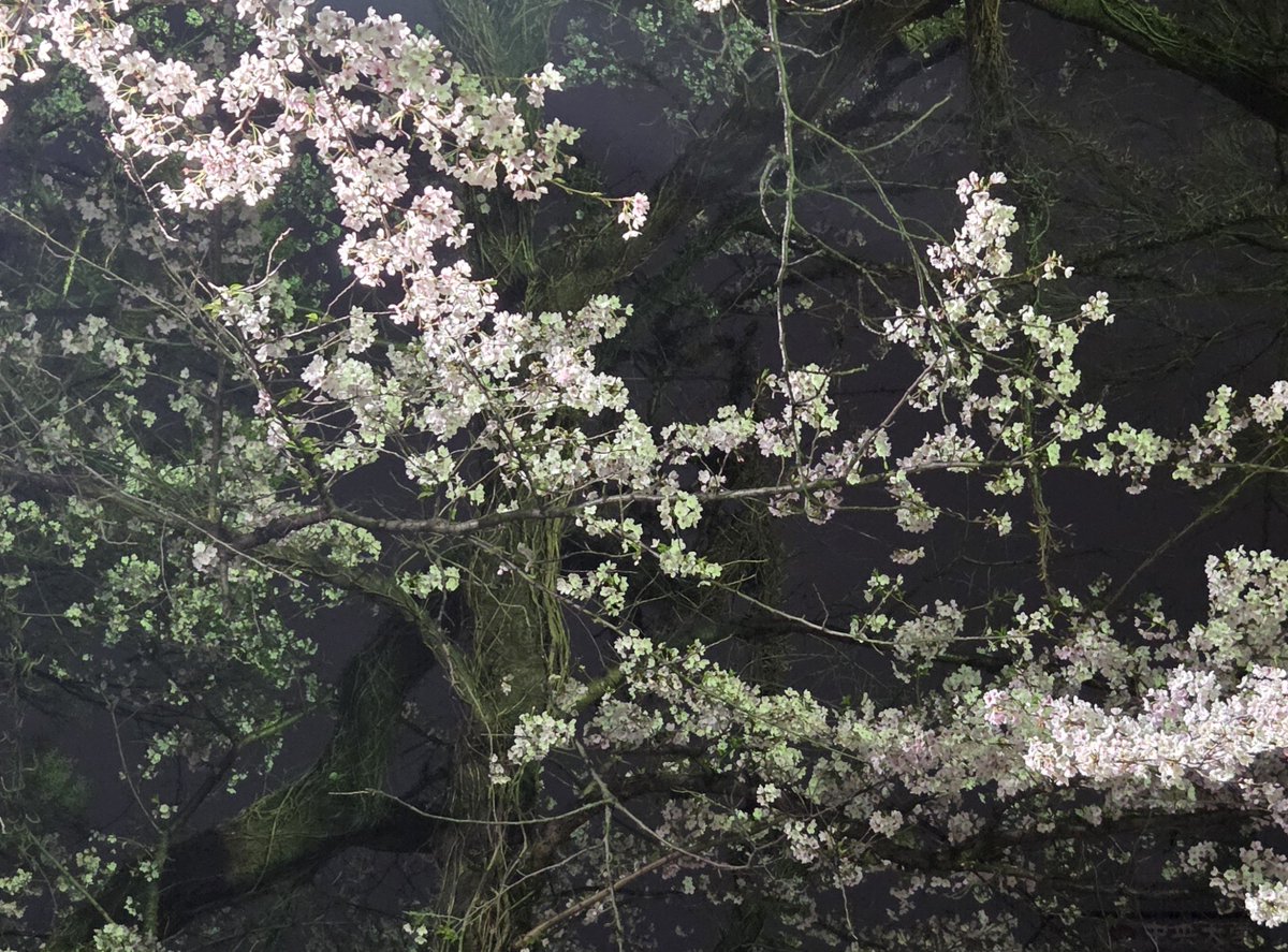uramidakeareba's tweet photo. そういや、急に花見したいと言われて仕事後に夜桜見に行ったな。
レジャーシートは石で凸凹していたが、サンドイッチは全部違う味だったよ。 https://t.co/dwO0eDZhZX
