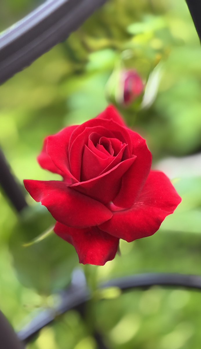 whitelobelia's tweet photo. ボランティアで 
施設に 行ってきた…

敬老の日なので…🌹艹🌹艹🌹艹🌹艹🌹艹🌹艹

今回はいつもより 
少し 多い人数で演奏🥀⋆
時間が進むにつれて
足でリズムをとったり
手拍子される方も増えてきて

あ〜音楽って🎶素敵😍
人の心を動かして 体も動かすんだと思った https://t.co/nLRN8jDamP