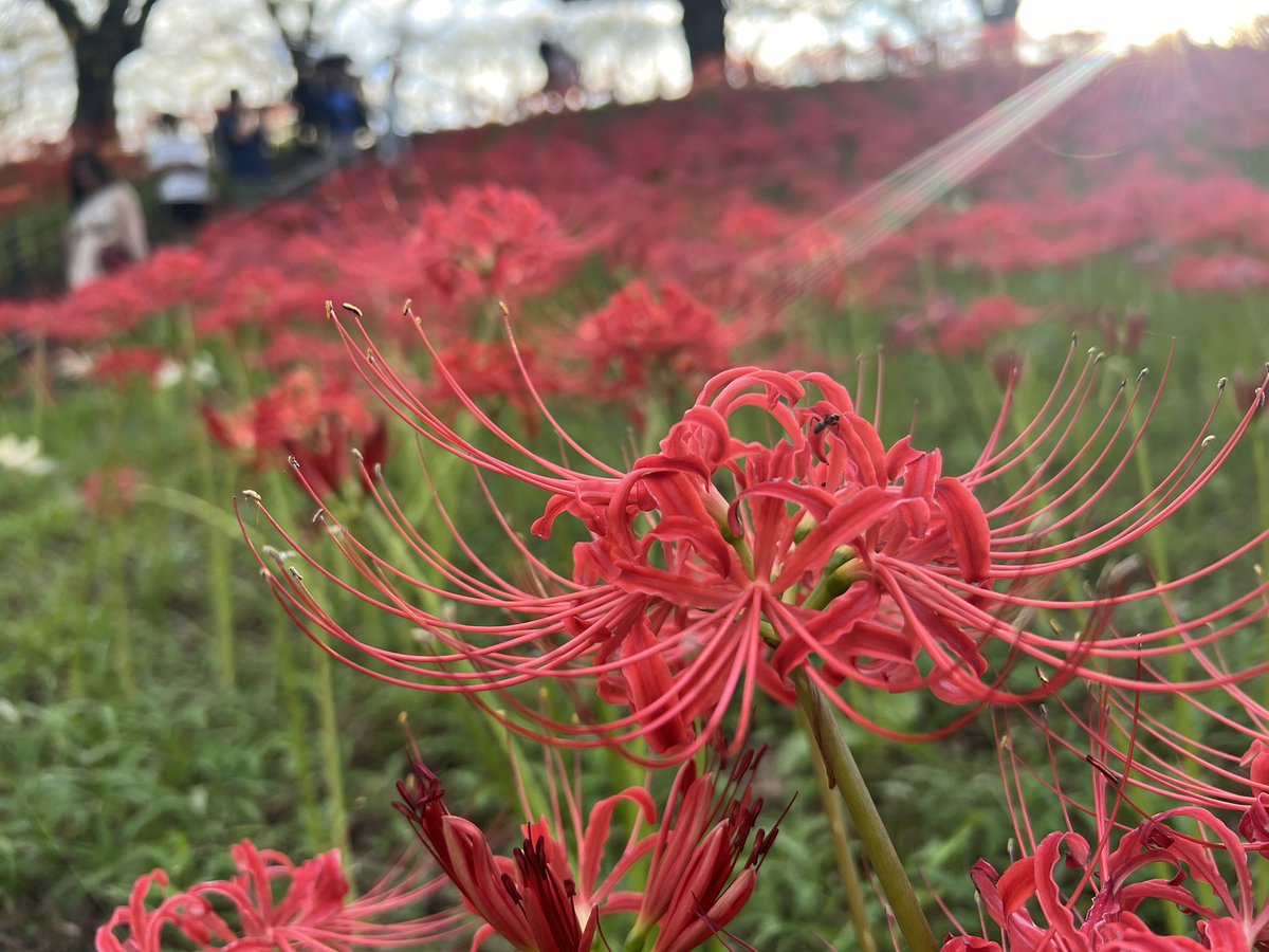 LocalHerosMom's tweet photo. 曼珠沙華 好き❤️ https://t.co/x2aFvDg5YQ
