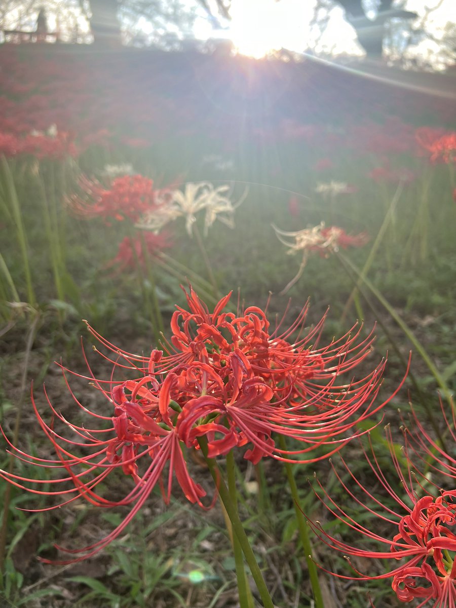 LocalHerosMom's tweet photo. 曼珠沙華 好き❤️ https://t.co/x2aFvDg5YQ