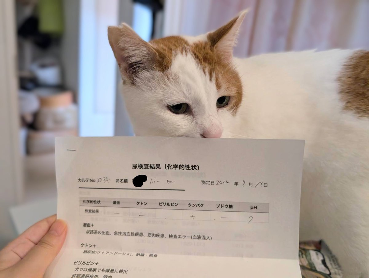 COKeS7nsxPGOroD's tweet photo. 卒業前の既往歴は全て里親さんにお伝えして療法食や定期的に検査をお願いしてます。卒業してからも定期的に尿検査をしてくれてる里親さんに感謝🥲
毎年のワクチンもありがとう！
高��のおじぃさんが倒れ多頭レスキューした日から今年8月で3年が過ぎた
ブー太郎…あなたの仲間たちがまだ残ってるのよ😭 https://t.co/09HG2fc6ss