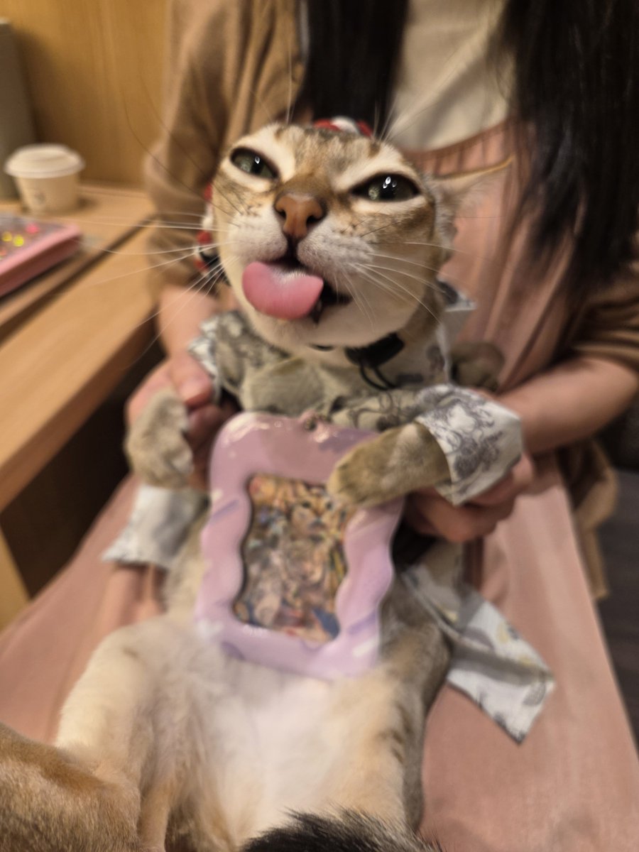 96yuri77's tweet photo. お祭りにゃんこ https://t.co/yUwtmZ5IBd
