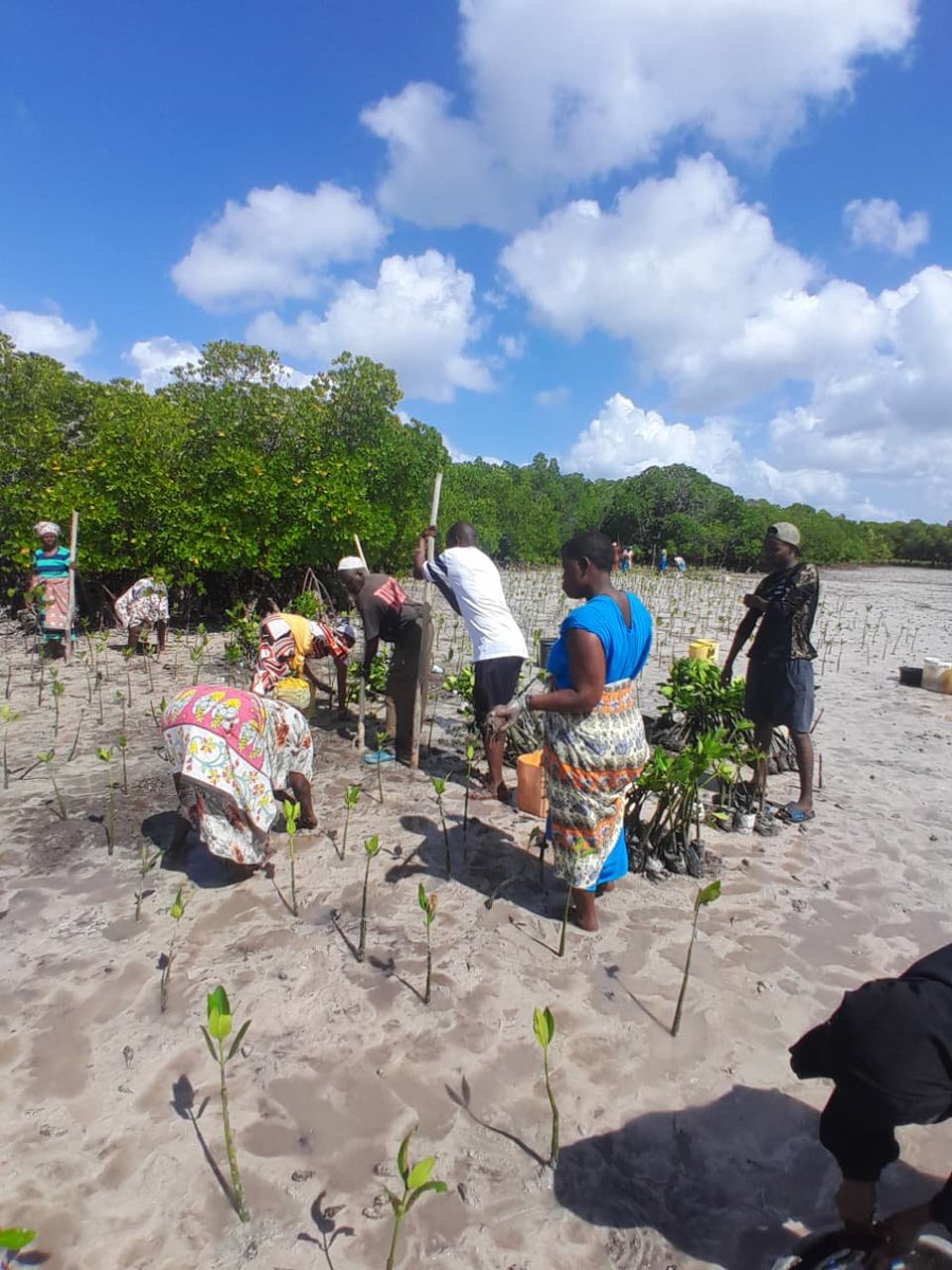 JumaMichaels's tweet photo. @k_iuesa @kiolijohn @KCCWG @EphantusKim @EnviClimateC_Ke In a remarkable show of teamwork and commitment, the students managed to plant 1,000 mangrove seedlings within just 2 hours!

The seedlings purchased  from the local community group, a move aimed at boosting community livelihoods while restoring our coastline. https://t.co/DpA0nfOWzC