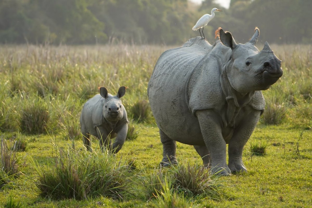 narendramodi's tweet photo. On World Rhino Day, we celebrate the magnificent greater one-horned rhinoceros and laud all those at the forefront of its protection. 

Assam now holds nearly 80% of the world’s rhino population and Kaziranga’s efforts to end rhino poaching have been extensively appreciated. 

On one hand, rhinos have either returned or are well protected in parts of Bihar and West Bengal. On the other hand, success of reintroduction of rhinos in Dudhwa (Uttar Pradesh) is creating history. This shows the sustained commitment of our people towards animal protection and active wildlife management in the range states. 

Taking species conservation in the country forward, I am happy to share that Project Rhino has been initiated for financial and technical support to the range states for protection, habitat management, genetic improvement and understanding population dynamics.