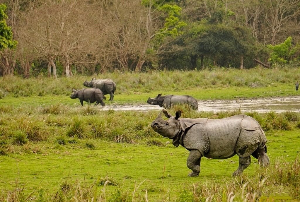 narendramodi's tweet photo. On World Rhino Day, we celebrate the magnificent greater one-horned rhinoceros and laud all those at the forefront of its protection. 

Assam now holds nearly 80% of the world’s rhino population and Kaziranga’s efforts to end rhino poaching have been extensively appreciated. 

On one hand, rhinos have either returned or are well protected in parts of Bihar and West Bengal. On the other hand, success of reintroduction of rhinos in Dudhwa (Uttar Pradesh) is creating history. This shows the sustained commitment of our people towards animal protection and active wildlife management in the range states. 

Taking species conservation in the country forward, I am happy to share that Project Rhino has been initiated for financial and technical support to the range states for protection, habitat management, genetic improvement and understanding population dynamics.