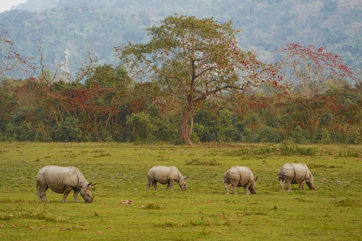 narendramodi's tweet photo. On World Rhino Day, we celebrate the magnificent greater one-horned rhinoceros and laud all those at the forefront of its protection. 

Assam now holds nearly 80% of the world’s rhino population and Kaziranga’s efforts to end rhino poaching have been extensively appreciated. 

On one hand, rhinos have either returned or are well protected in parts of Bihar and West Bengal. On the other hand, success of reintroduction of rhinos in Dudhwa (Uttar Pradesh) is creating history. This shows the sustained commitment of our people towards animal protection and active wildlife management in the range states. 

Taking species conservation in the country forward, I am happy to share that Project Rhino has been initiated for financial and technical support to the range states for protection, habitat management, genetic improvement and understanding population dynamics.
