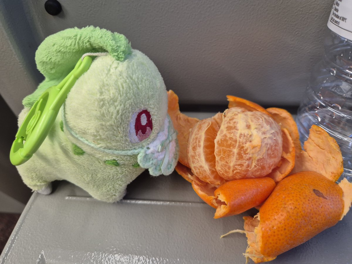 rebehime's tweet photo. After a long journey, Chiko loves snacking on some fruit! #chikorita #チコリータ #ポケぬい https://t.co/ldeJsVAgcp