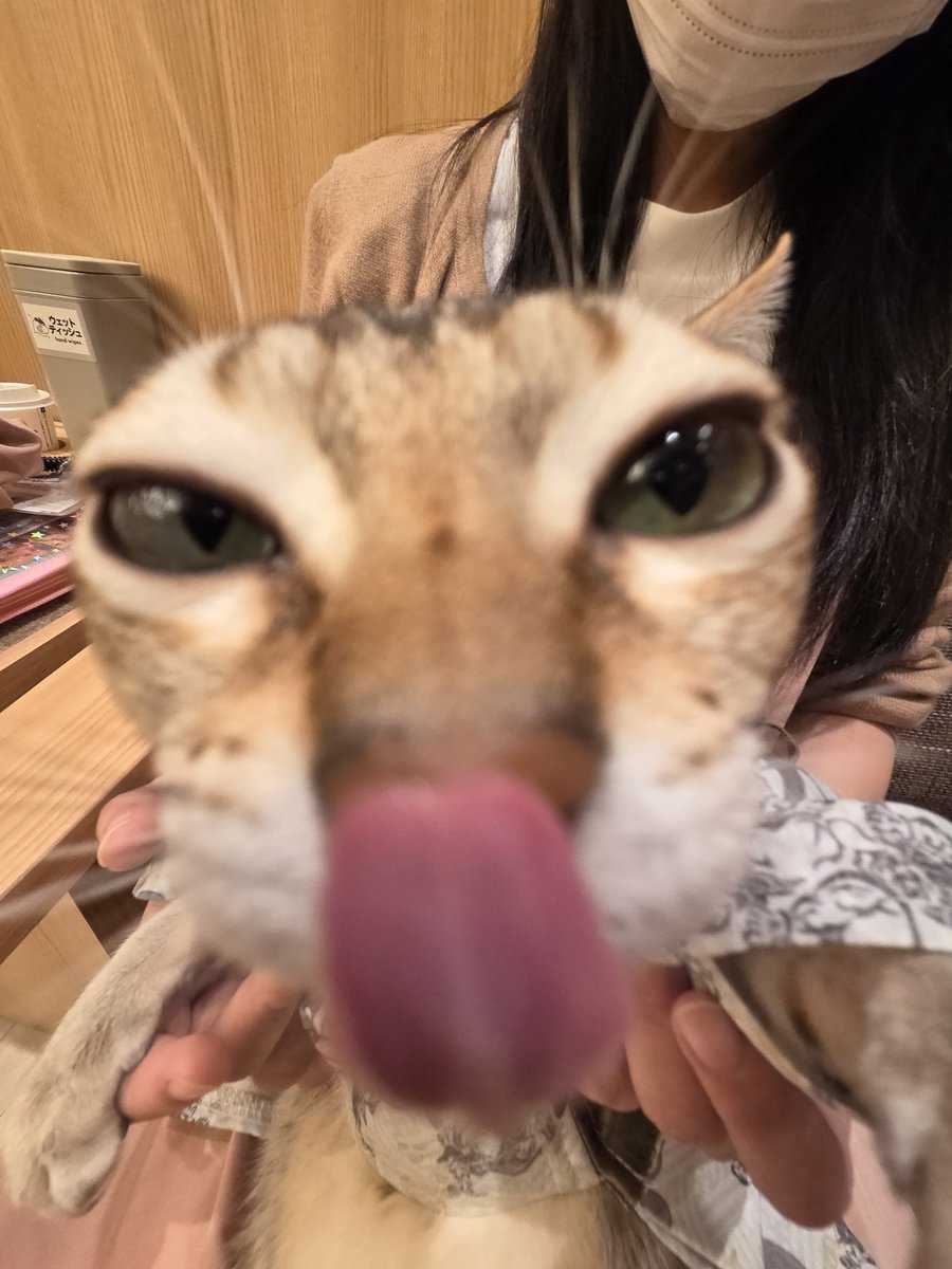 96yuri77's tweet photo. お祭りにゃんこ https://t.co/yUwtmZ5IBd