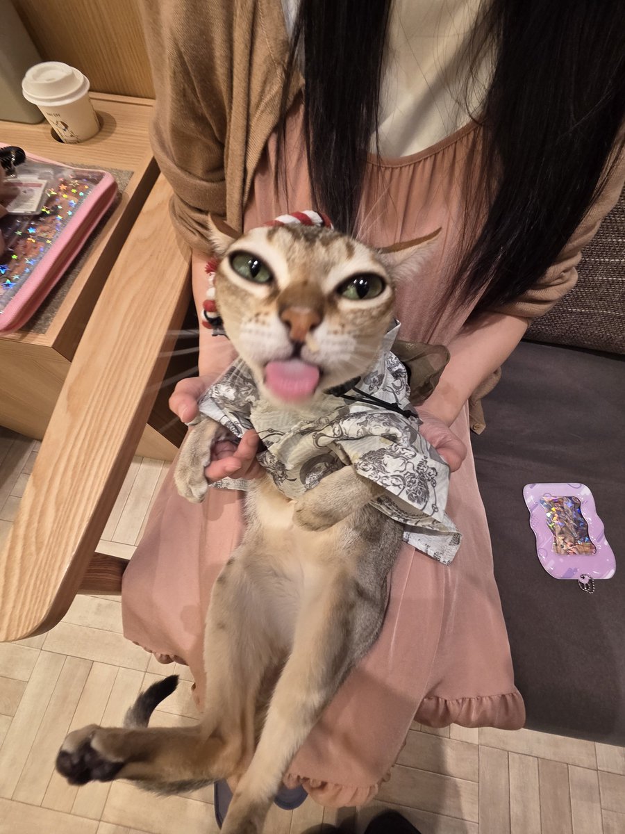 96yuri77's tweet photo. お祭りにゃんこ https://t.co/yUwtmZ5IBd