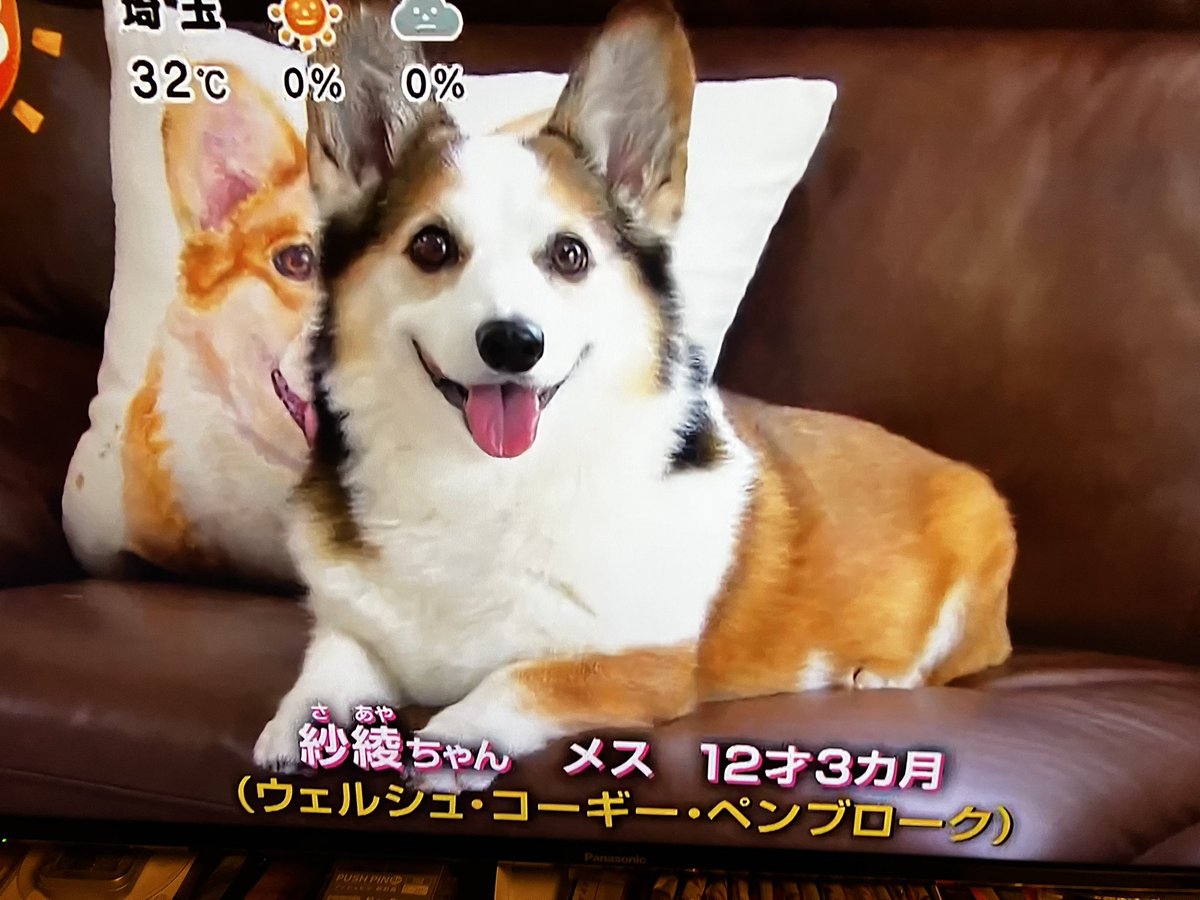 44delta's tweet photo. ハハが録画してくれてた📺
紗綾ちゃん…きょうのわんこ見たよ！ https://t.co/XqswYHwskT