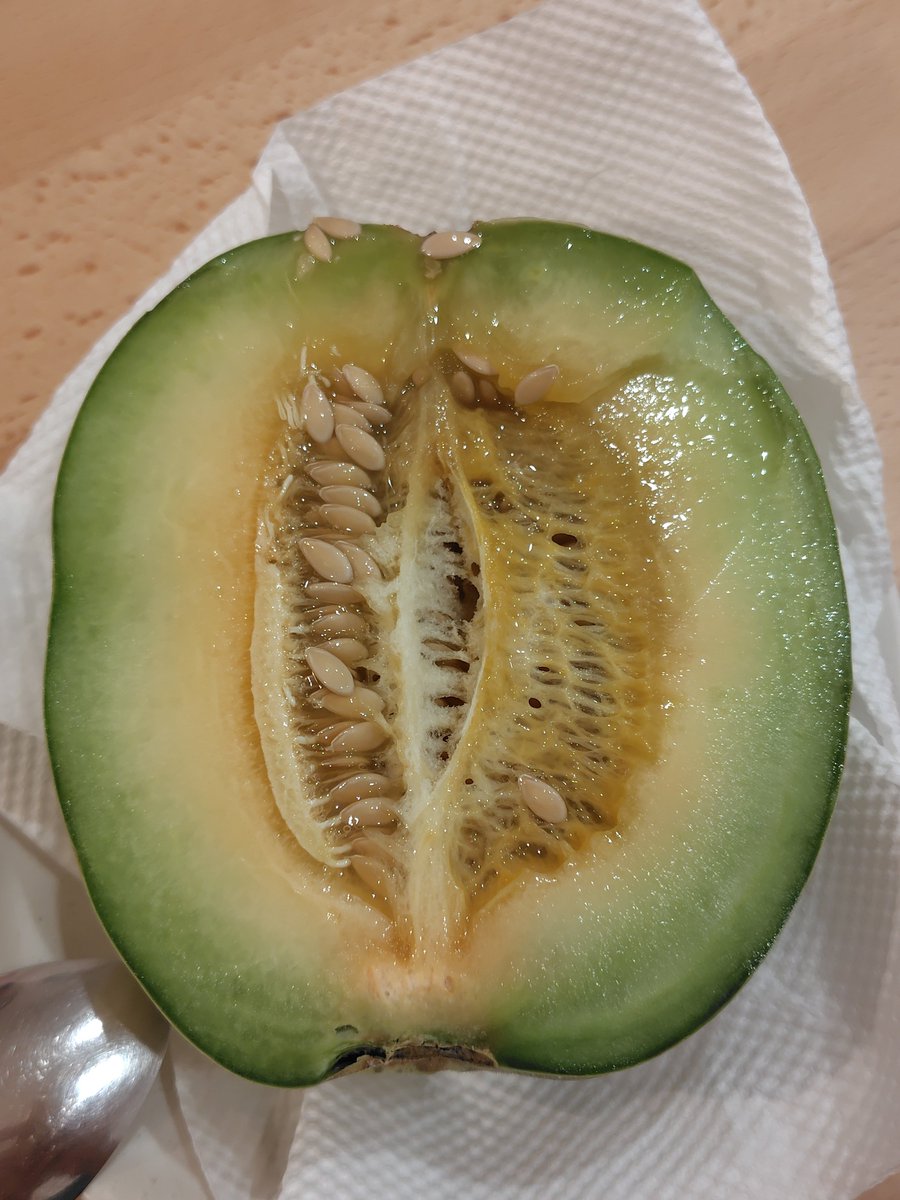 palzafenon's tweet photo. 自家製プリンスメロンを一口食べたら苦かったので即廃棄・・・ https://t.co/BYnlMLOnN5