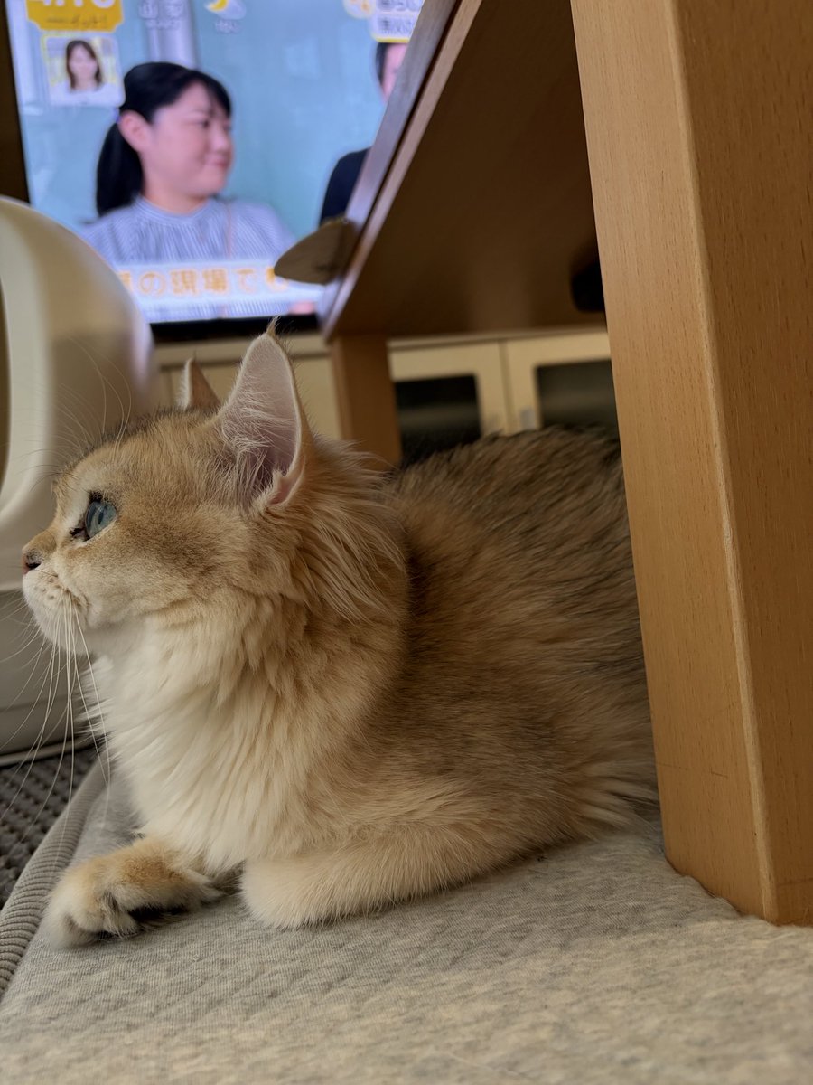 abcmiii11's tweet photo. 家族���もだいぶ慣れてきて爪が気になるけど切れない…SNSで��水口ネットを装着すると大人しくなるとの事で試してみたら切れました☺️顔は怒ってるけど笑

#猫
#猫初心者
#ブリティッシュ
#猫のいる暮らし https://t.co/pVjnNgIz3q