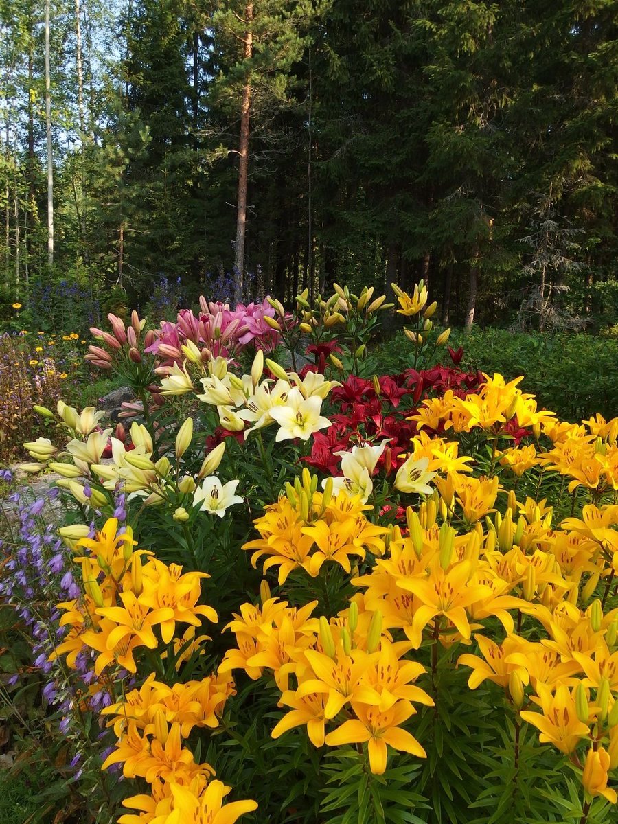 greenvibe's tweet photo. lilies https://t.co/VSQsO3xHQC