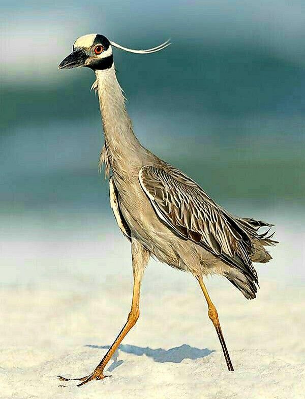 natural77384672's tweet photo. Yellow-crowned night heron https://t.co/4xjdxRwm2K