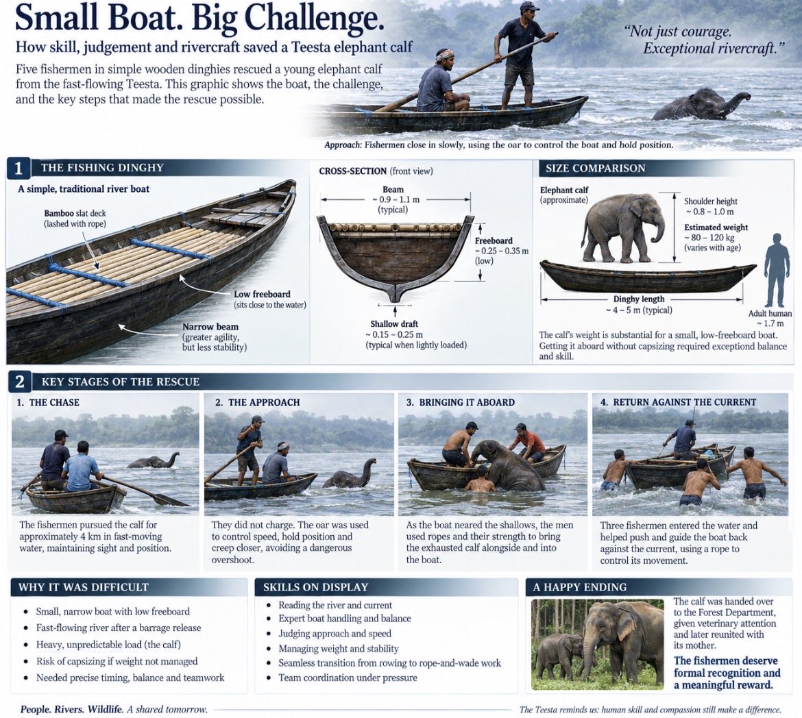 6ESinger157593's tweet photo. A Small Boat. A Wild River. An Elephant Calf. And A Masterclass in Rivercraft 

This was not simply a rescue.

A tiny elephant calf, swept kilometres down the swollen Teesta river,had to be brought aboard a narrow, low-freeboard fishing dinghy — a boat never designed to carry an animal of that size, let alone in a fast current.

Yet five fishermen did it.
They read the river, judged the current, controlled the boat and somehow kept it upright as the frightened calf was brought alongside and aboard. With the boat suddenly carrying an unpredictable, moving load, every shift of weight mattered.

This is where their exceptional skill becomes apparent. They weren’t merely rowing. They were constantly correcting — managing trim, balance, angle and momentum while using the river’s own movement to their advantage.

And then they had to get back.
Three men entered the water and helped push the boat against the current after the reported four-kilometre pursuit.

There was no specialised rescue craft. No sophisticated equipment. Just small boats, wooden oars and decades of accumulated knowledge of the Teesta.

The calf was eventually handed to the Forest Department and reunited with its mother. The rescue deserves celebration. But so does the extraordinary boatmanship behind it.

These fishermen deserve more than a headline and a photograph. They deserve formal recognition and a meaningful reward.

@SuvenduWB @ForestDeptWB @ShivAroor