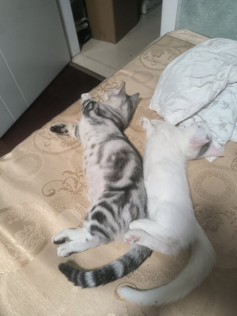 AD_duko's tweet photo. 我的两只小猫 一只才100多天 它们是母子  一胎只有一个很奇怪 https://t.co/draZyVpfHx