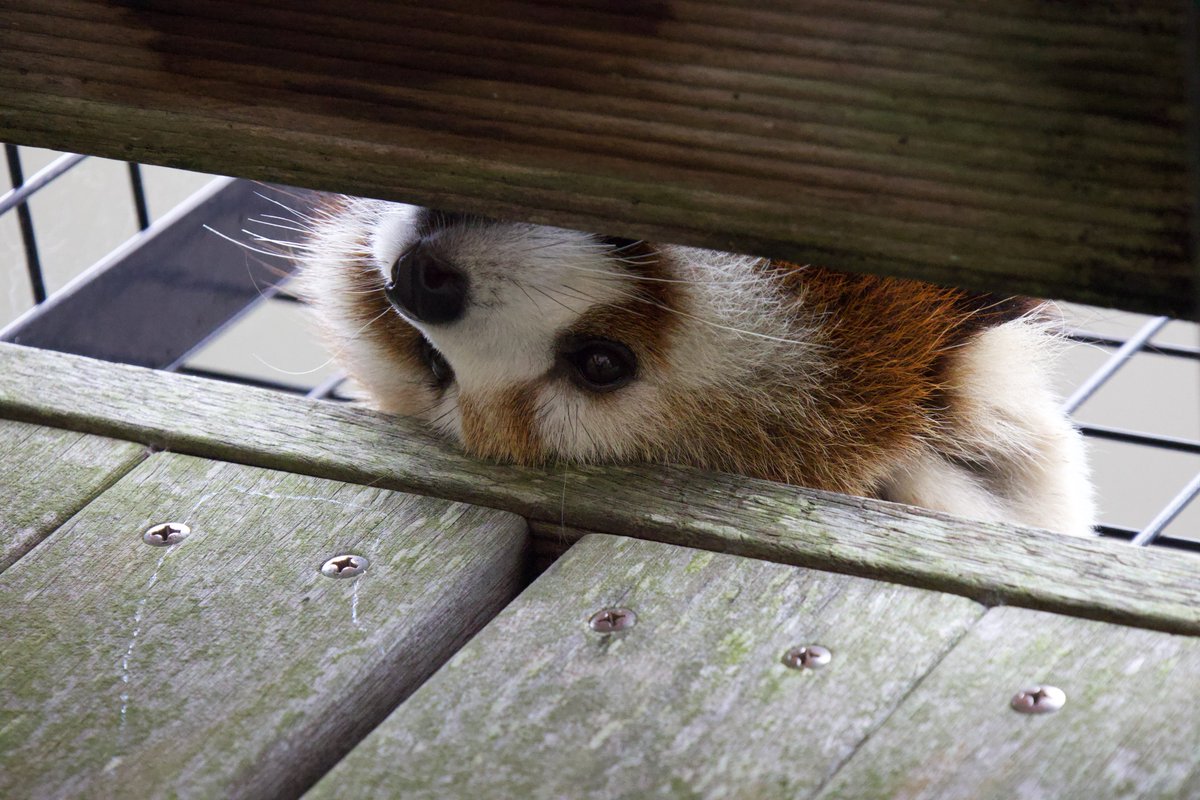 chi_animals tweet picture
