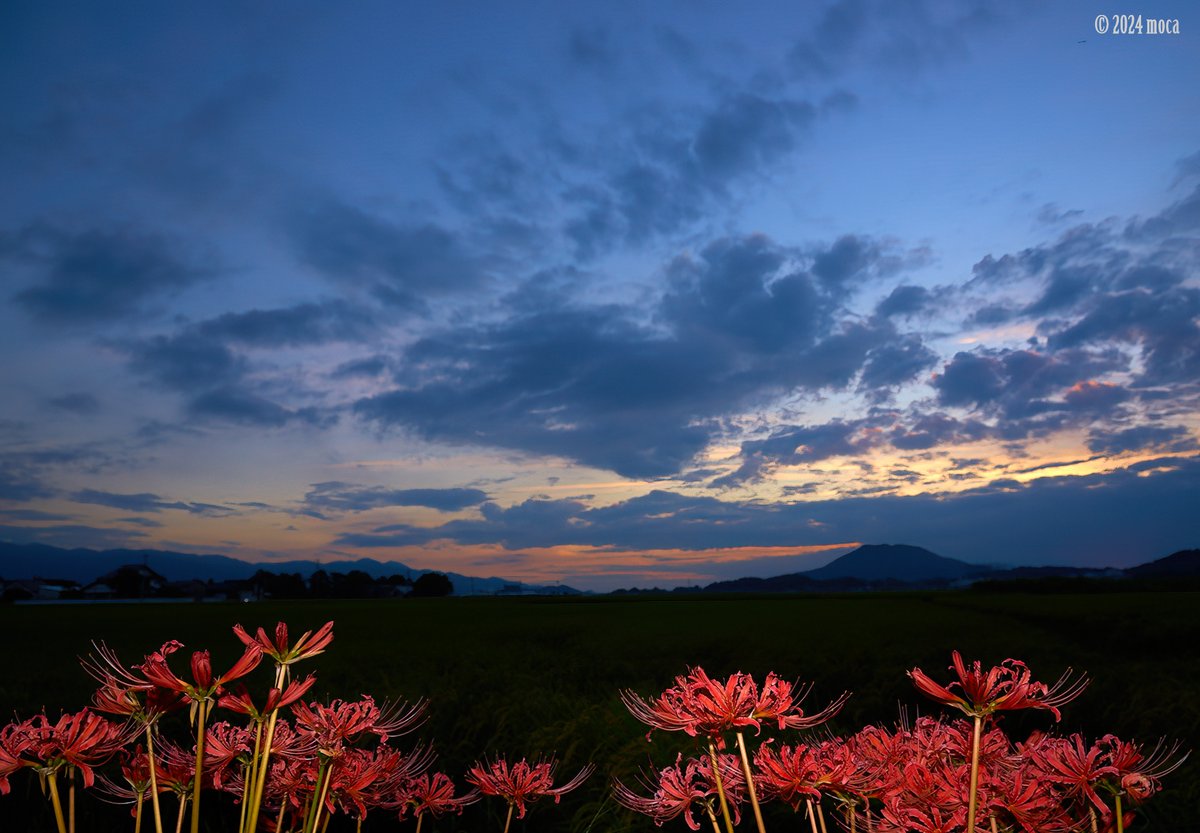 Moca09jcoMoca's tweet photo. #ヒガンバナ（彼岸花、学名：Lycoris radiata (L'Hér.) Herb.）ヒガンバナ科ヒガンバナ属　外来種：中国原産　別名：マンジュシャゲ（曼珠沙華）
　
今日は彼岸の中日。合せたように咲き始めましたが、花が縮れ観るに耐えない可哀想な姿。07月始めから続く殆ど雨が降らない状態が影響しているのだろうか😔
　
他であれば綺麗な個体があるかもしれないが、熱傷が癒えたばかり。歩くのは極力避けたいので過去画像を。
　
写真①　綺麗な空だったのでストロボでヒガンバナを浮き立たせ、両方の美しさを表現。AIではありません☺️
　
写真②　静かな秋の夕暮れ。朝から物悲し過ぎた💦

#山野草 というよりも、今日は風景写真的な二枚。