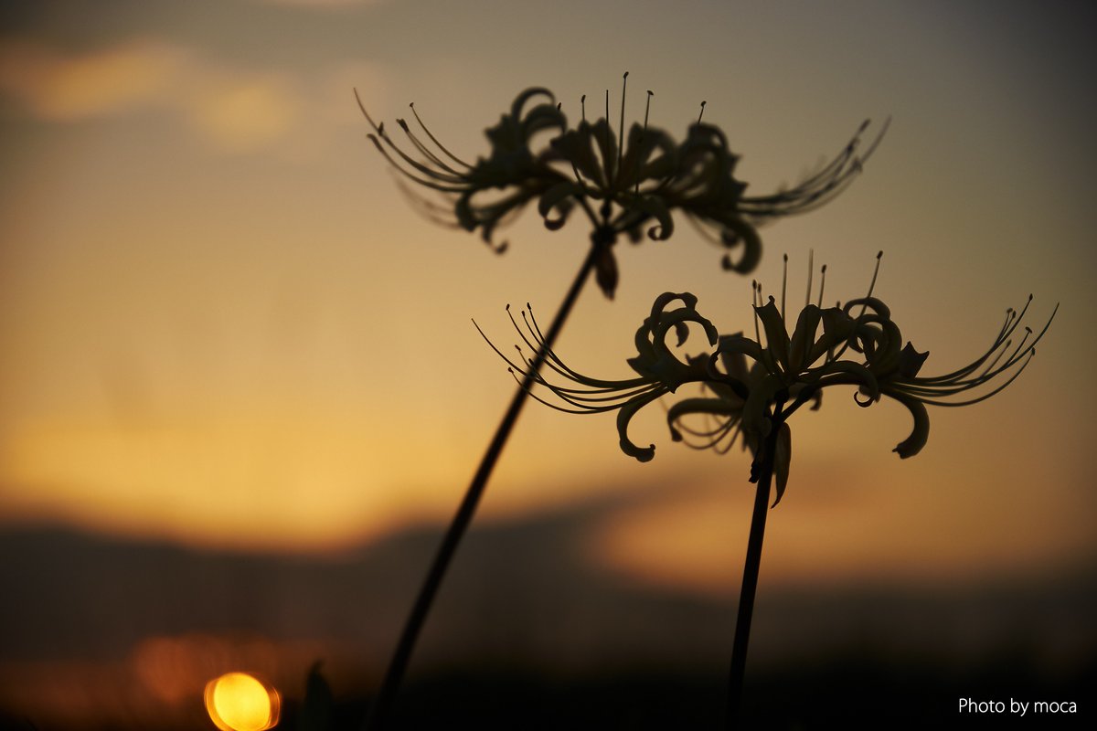 Moca09jcoMoca's tweet photo. #ヒガンバナ（彼岸花、学名：Lycoris radiata (L'Hér.) Herb.）ヒガンバナ科ヒガンバナ属　外来種：中国原産　別名：マンジュシャゲ（曼珠沙華）
　
今日は彼岸の中日。合せたように咲き始めましたが、花が縮れ観るに耐えない可哀想な姿。07月始めから続く殆ど雨が降らない状態が影響しているのだろうか😔
　
他であれば綺麗な個体があるかもしれないが、熱傷が癒えたばかり。歩くのは極力避けたいので過去画像を。
　
写真①　綺麗な空だったのでストロボでヒガンバナを浮き立たせ、両方の美しさを表現。AIではありません☺️
　
写真②　静かな秋の夕暮れ。朝から物悲し過ぎた💦

#山野草 というよりも、今日は風景写真的な二枚。