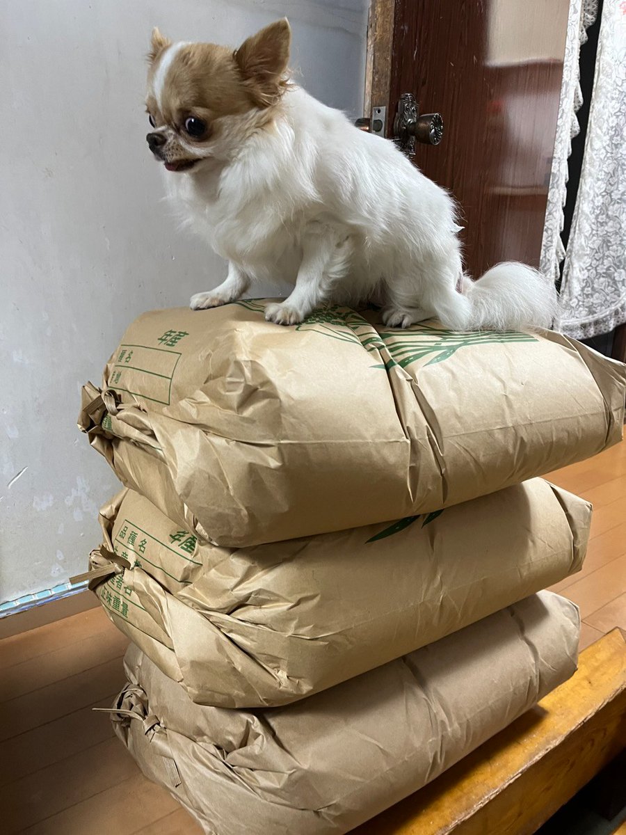echigoyamoke's tweet photo. 米の番犬、玉緒さん。
えちごやの父が拵えた新米コシヒカリ🌾を奥様のご実家にお届け。 https://t.co/CGFr3aV4vO