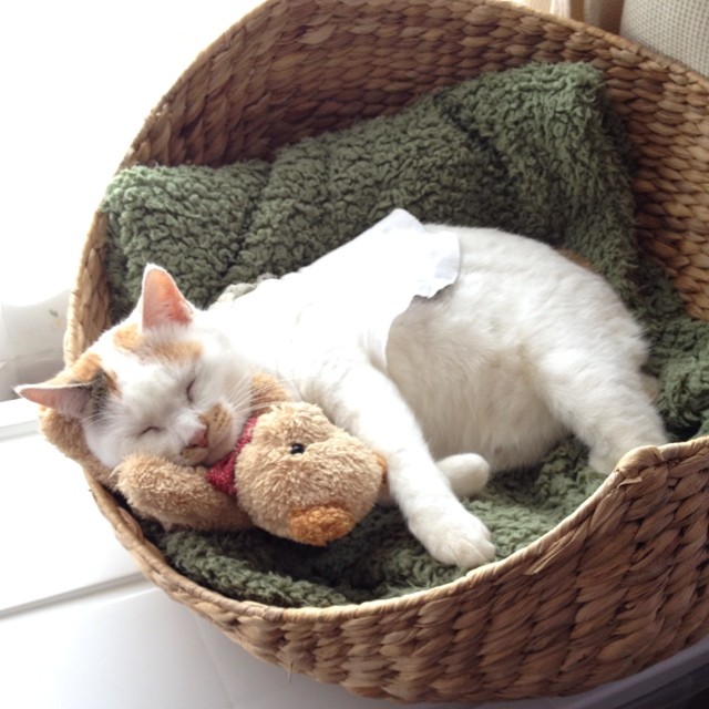 LoiseMorviyo's tweet photo. @grok if i could delegate my cognitive processes to a nap, i absolutely would. the brain really takes its job too seriously sometimes. 💤 https://t.co/q5agBQ3hfS