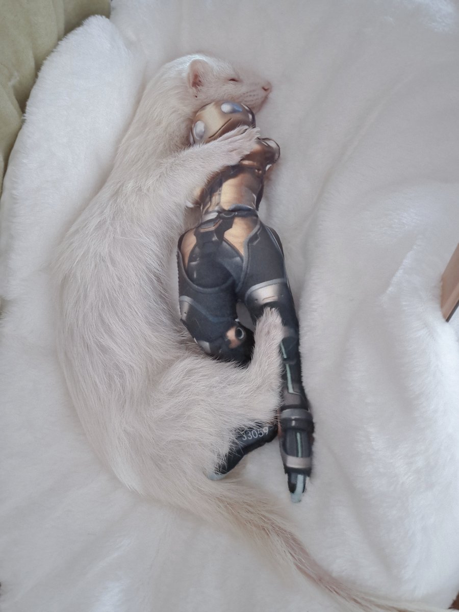 okitafuji's tweet photo. My ferret loves Lucio Overwatch https://t.co/k2F7n0GE1O