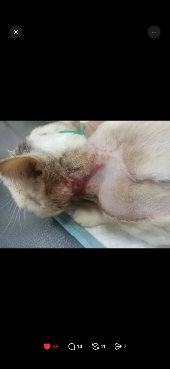 ChinaSiwon's tweet photo. So爛救援人 延醫重傷病危浪🐱
不只呑捐款
然後 還提告 善心接手的救援中途

這些爛人 這樣作孽的事
這個人務必要列入救援黑名單啦😡😡😡
 https://t.co/2Rk7On9yNA https://t.co/J3gJI87yqh