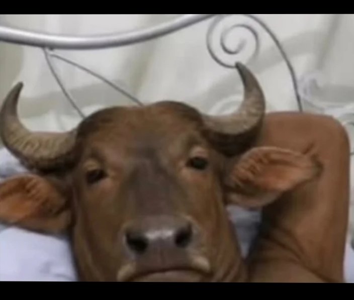 VulpixAgni's tweet photo. @loveena_joshi06 Meanwhile  cow waiting for the chapati. https://t.co/U5T7Se5OAZ