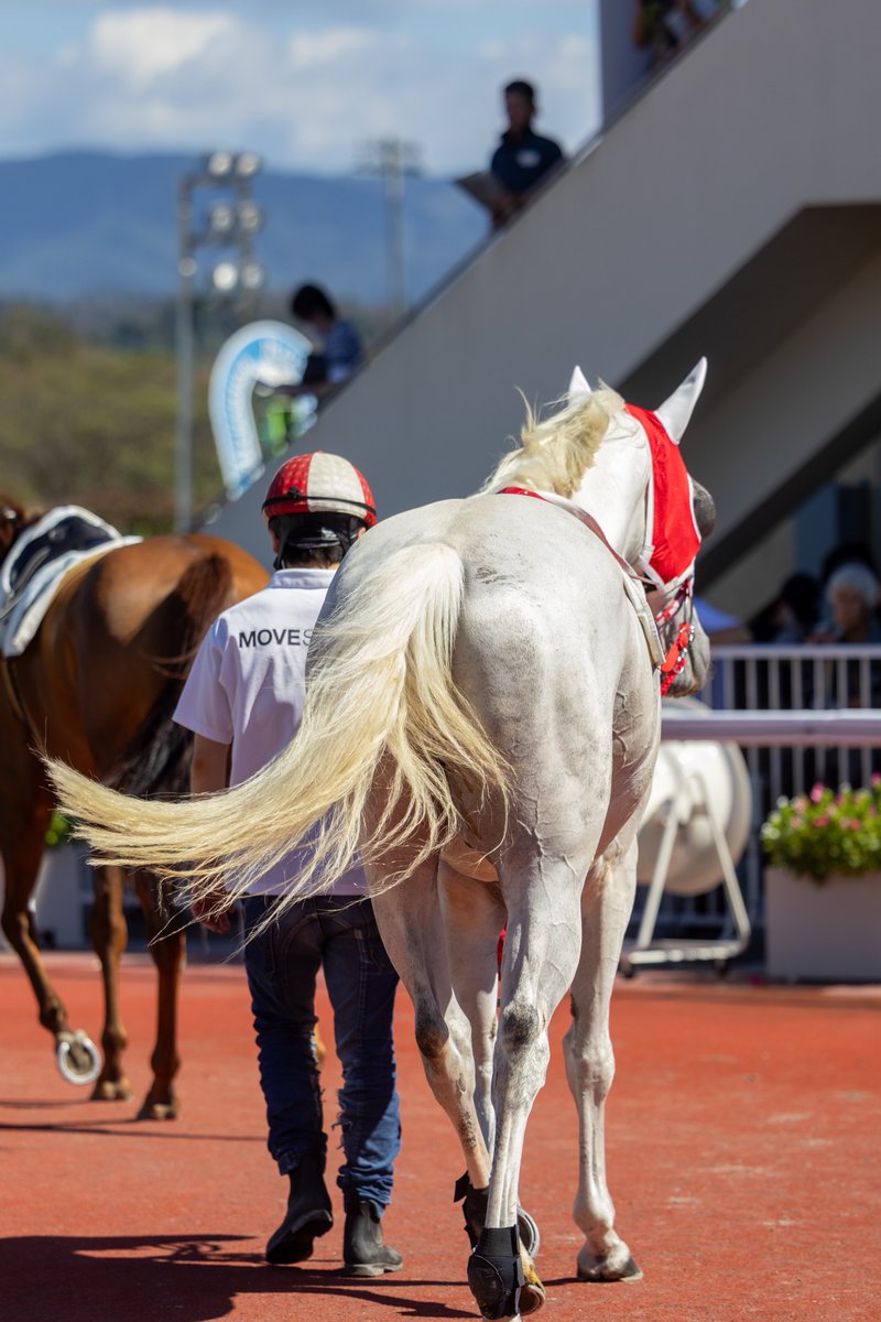 WateUmai's tweet photo. #マイネルヒッツェ
 #ゴールドシップ
 #岩手競馬 https://t.co/K3aRw0C7RS