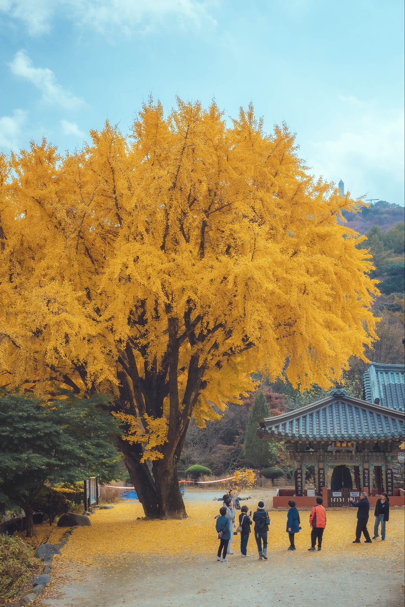 travel_0photo's tweet photo. 의외로 잘 모르는 인천 대형 은행나무 포토존

사진 속 장소 : 인천 백련사

인천광역시 강화군 하점면 고려산로61번길 270

저를 팔로우하면 여행사진작가가 추천하는 
유니크 같은 국내 여행지를 매일 볼 수 있습니다 https://t.co/Xis2xleSqd
