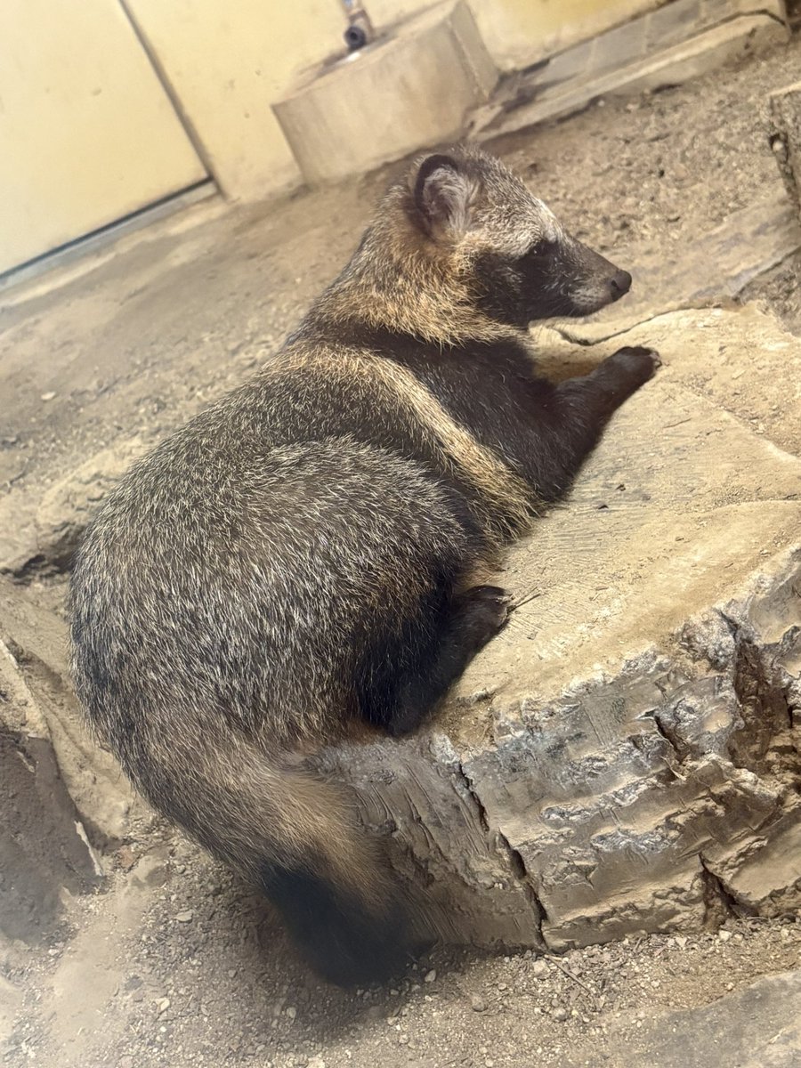 nao_wps's tweet photo. サリちゃん♡美人

#ホンドタヌキ 
#東山動植物園 https://t.co/uzcwaBbx09