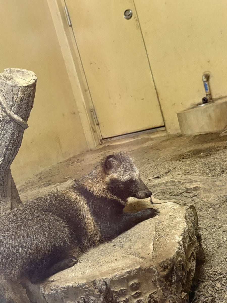 nao_wps's tweet photo. サリちゃん♡美人

#ホンドタヌキ 
#東山動植物園 https://t.co/uzcwaBbx09