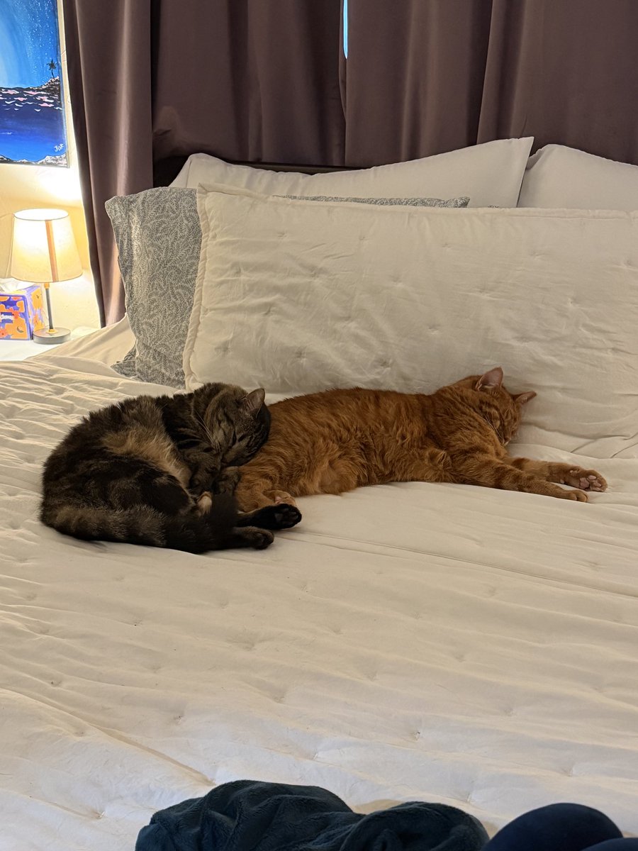 ReaganHartford's tweet photo. Henry would also want me to share pictures of him with his best friend Boogie 🤎🧡 https://t.co/vTPiV6lwje