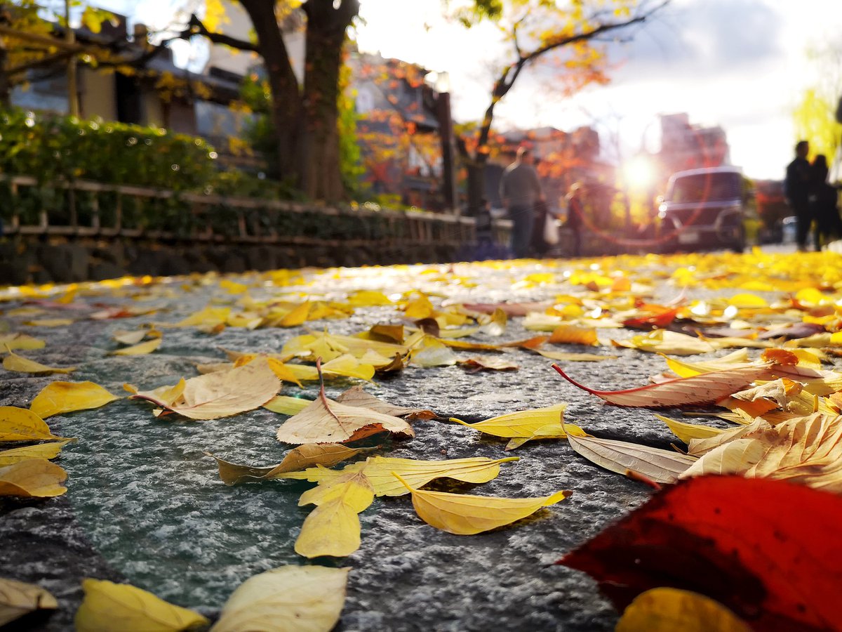 LannieNarvnn5's tweet photo. [Sweater weather and crunchy maple leaves—autumn’s here, crisp air and golden vibes all around! ]， https://t.co/iphVBbIjOu